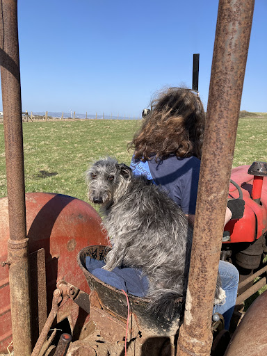 LLANGENNITH - BANK FARM - Thumbnail