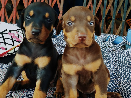 Doberman female puppy Available 🐾 post image