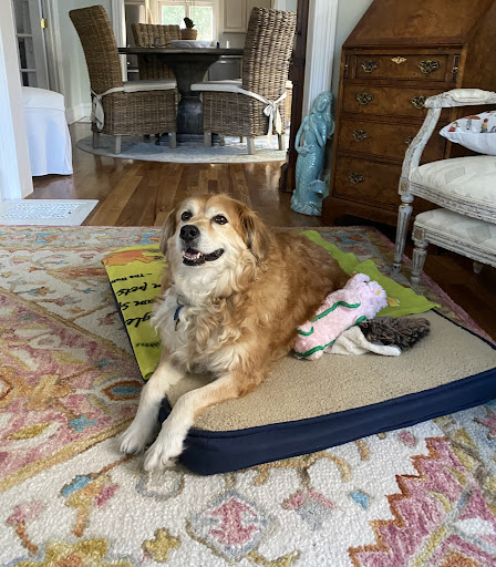 Pet Concierge By The Sea LLC Gallery - United States