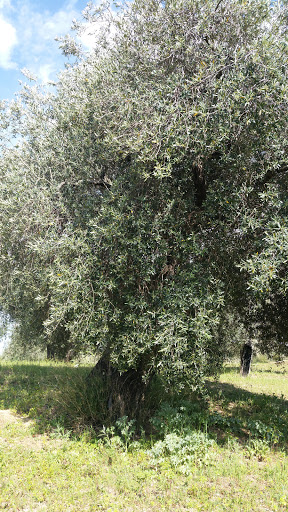 Tescere - Thumbnail