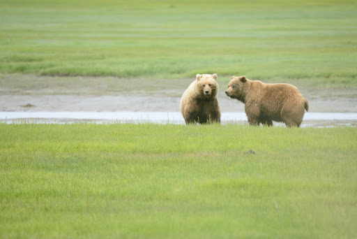 Alaska Bear Viewing Tours - Thumbnail