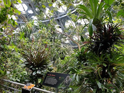 Osher Rainforest at the California Academy of Sciences