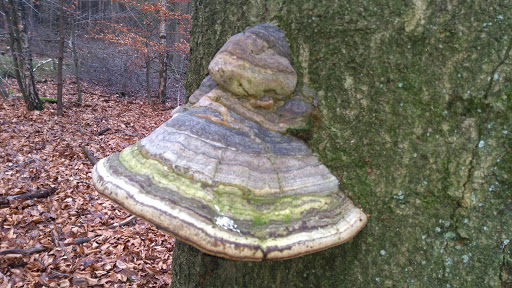 Westerrode - Thumbnail