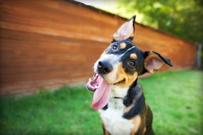 Dogtra UK