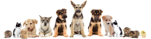 Love your pets Gallery - United Kingdom