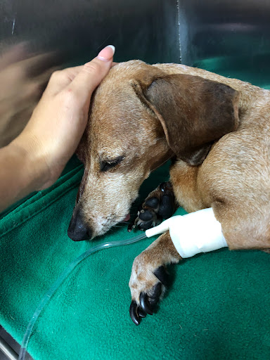 PETIA Hospital Veterinario
