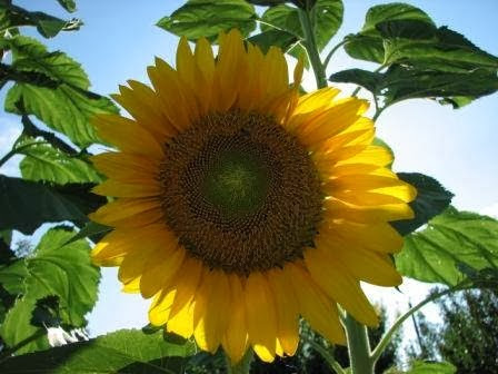 Ali's Organics & Garden Supply