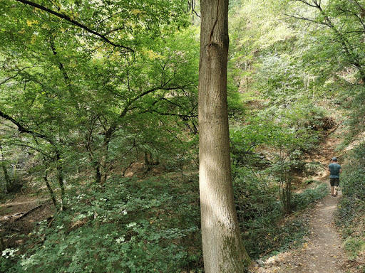 Traumpfädchen Löfer Rabenlaypfad - Thumbnail