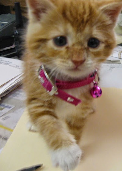 Photos of Radford Animal Hospital