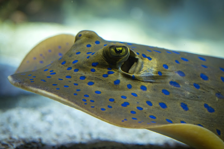 La Rochelle Aquarium by null