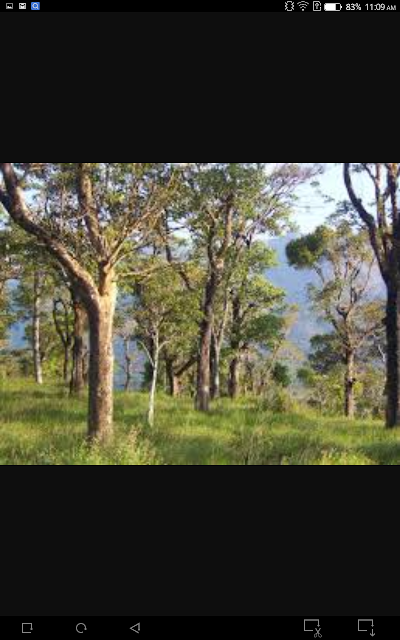 Photos of Jonathan forestry