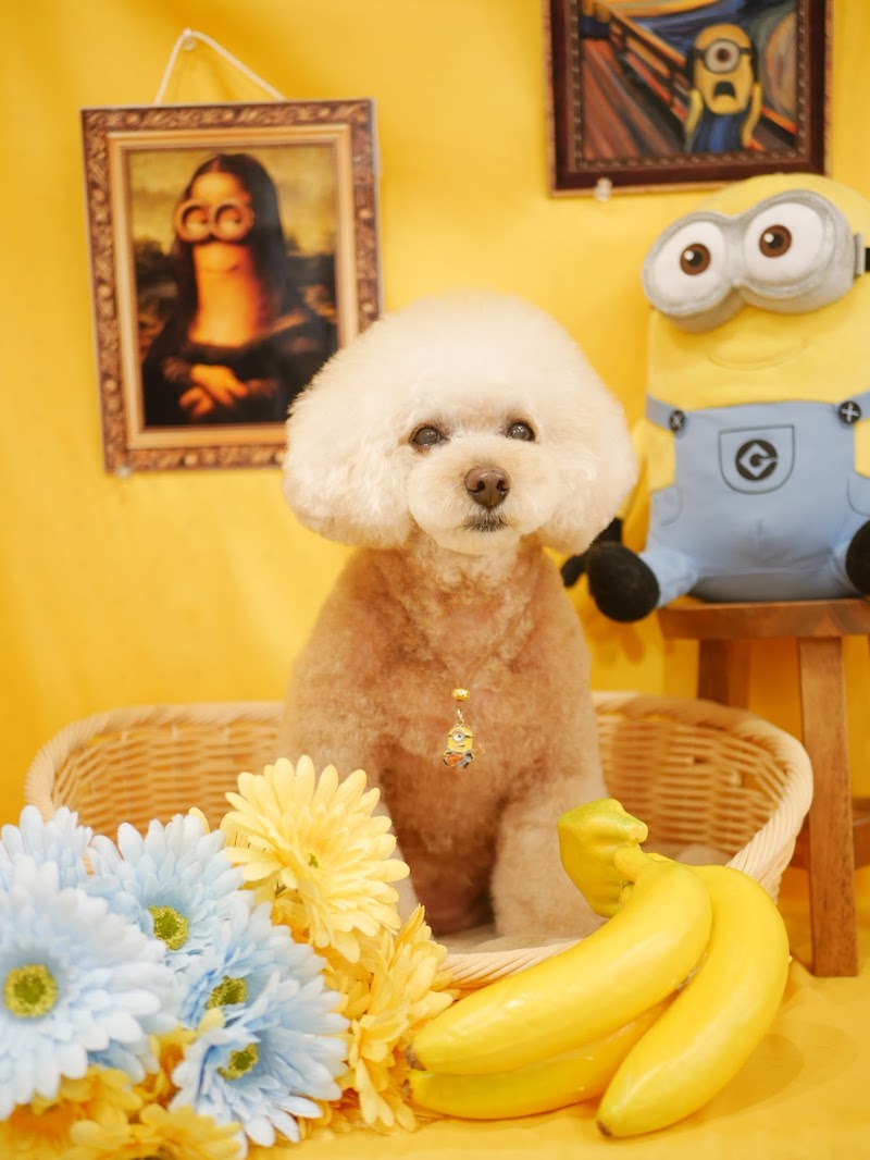 Dog Salon ｢Kiri｣