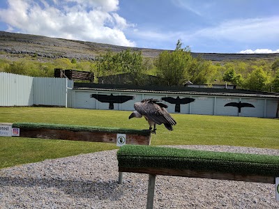 Photos of Burren Bird of Prey Centre