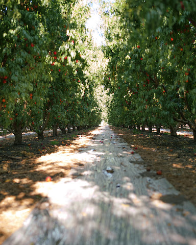 Brandt Farms Inc by null