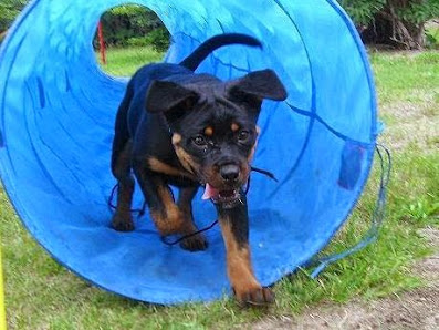 Hundeschule- und Pension Elbe Elster An d. Försterei 1, 04931 Bad Liebenwerda