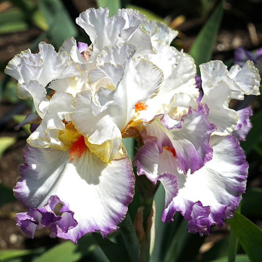 Peachy Petals Flowers & Gifts
