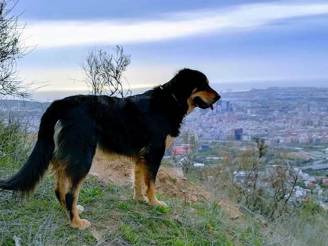 Búnquer Sant Pere Màrtir