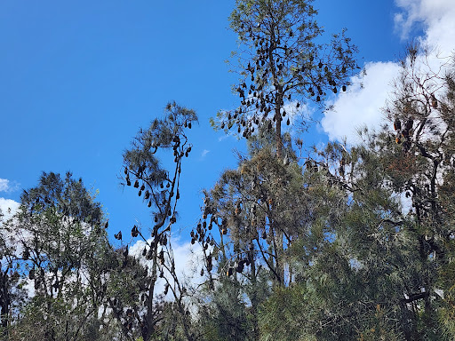 Fruit Bat Colony - Thumbnail