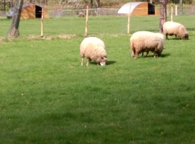 Parc des Gayeulles