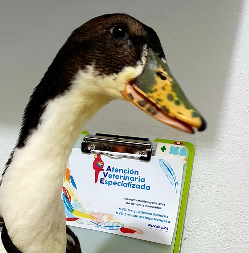 AVE Atención Veterinaria Especializada