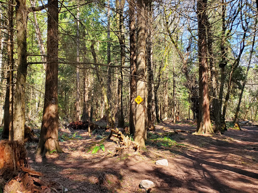 Enchanted Forest Trail