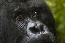 Primate World Safaris, Kampala, Uganda