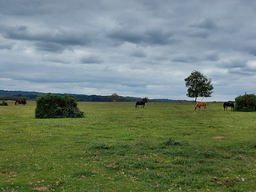 Canada Common - Visual