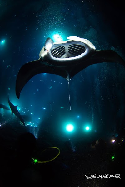 Manta Ray Dives of Hawaii