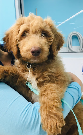 Essentials PetCare Veterinary Clinic - Thumbnail