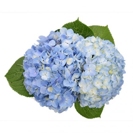 Meraki Flowers Forwarding LLC - Thumbnail