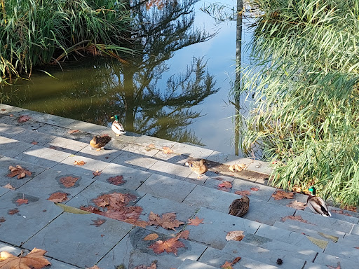 Estanque dos patos - Thumbnail