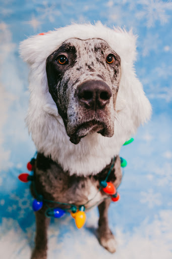 Dogtopia - Visual