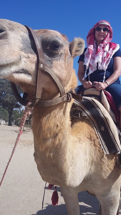 Photos of Camel Farm