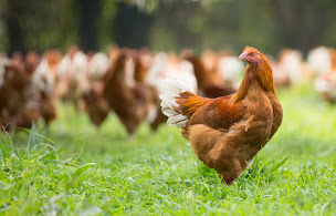 Photo n°2 de Les Volailles Du Beauchamp à Zutkerque (Magasin de volailles)