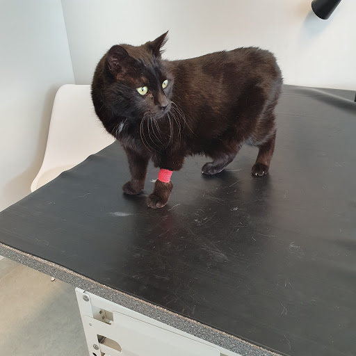 Morgongåva Veterinärklinik - Thumbnail