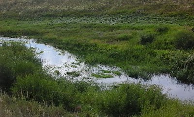 Photos of Ta&iuml; National Park