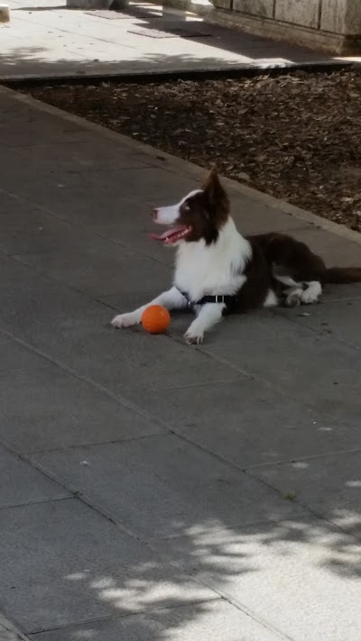 Ambulatorio Veterinario Dott Sa Capotosti Angela