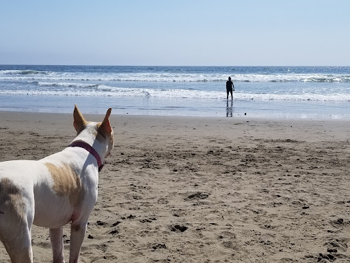 Morro Bay Dog Beach - Thumbnail