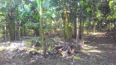 Photos of Kebun Durian Merah