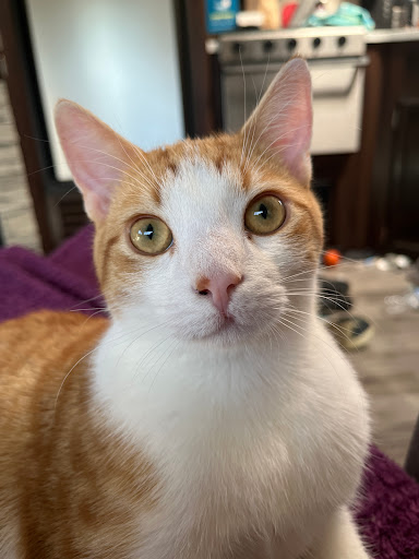 Madison Animal Hospital - Thumbnail