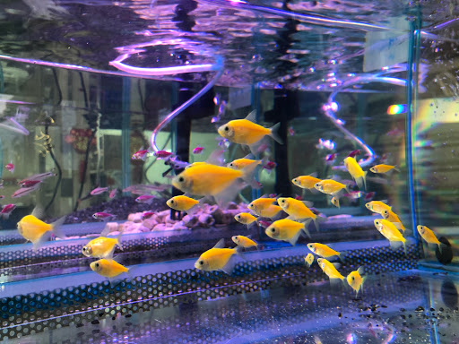 [永和水族館 水族店的外部或內部照片]