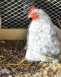 Photo n°32 de Les Pondeuses à Valentigney (Élevage de volailles)