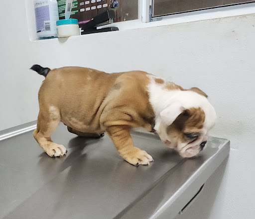 Remevet Veterinaria