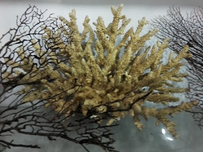 Photos of Batticaloa Museum