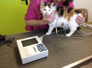 Photo n°5 de Clinique Vétérinaire Saint-Julien à Brioude (Clinique vétérinaire)