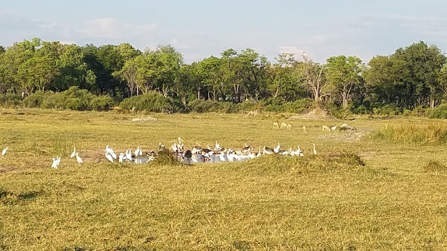 Moremi Game Reserve