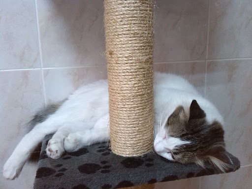 Clínica Veterinaria Benejuzar