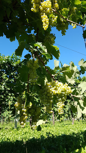 Az. Agricola Simon di PIazza Fabio - Thumbnail