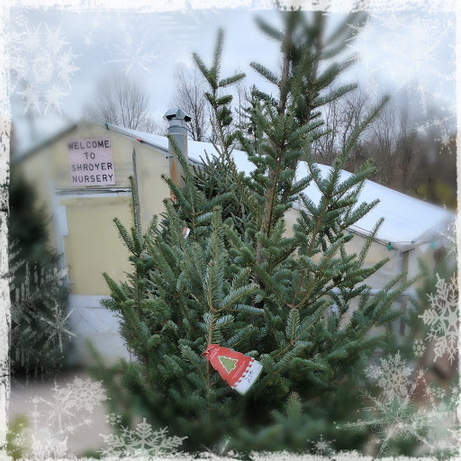 Winton Woods Garden Center and Florist (Shroyer Nursery) - Thumbnail