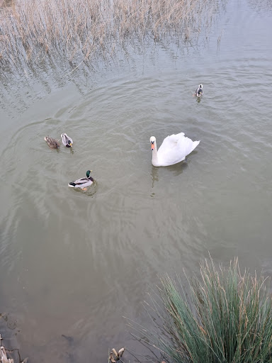 Hambleton Marsh - Visual